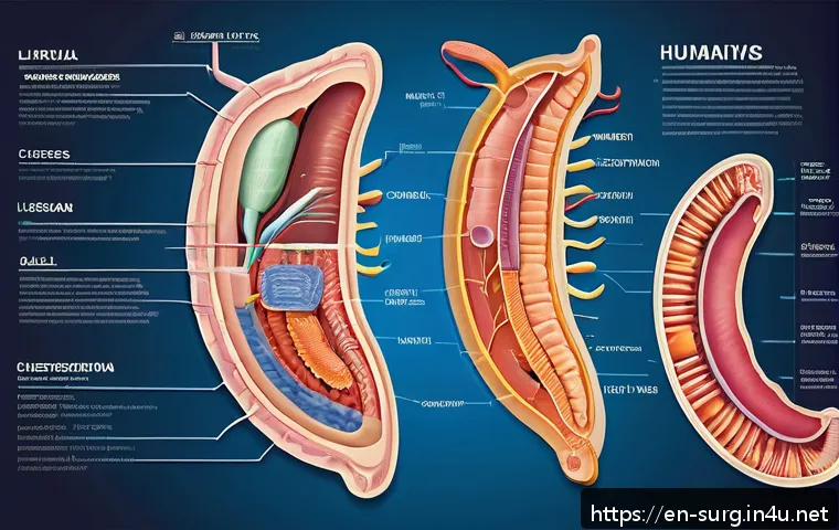 Exploring the Most Common Gastrointestinal Surgeries and What to Expect from Each Procedure 4 소화기계 외과 수술 종류 관련 이미지 2